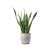 Indoor Plants
