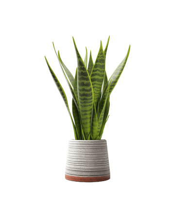 Plant Decor 08