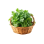 Coriander