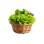 Lettuce